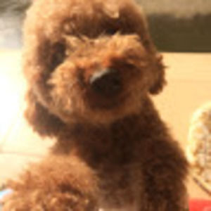 Meet your Posher, Zhendong